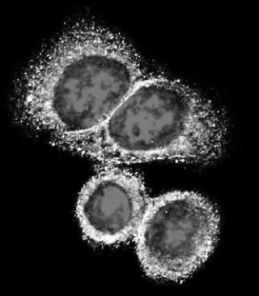 Mmmlian cells